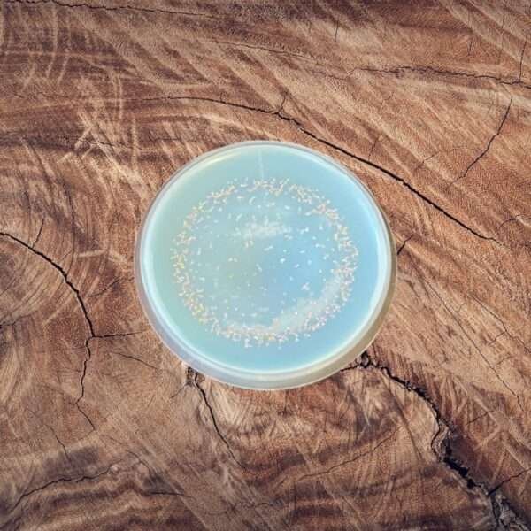 Macadamia & Clove Shot Pot Wax Melt